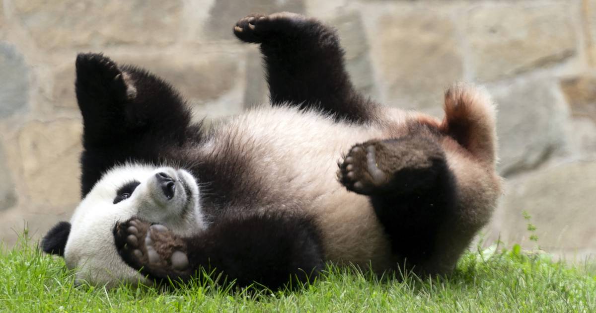 A 'fluffy' display of friendship: China will send more pandas to the US