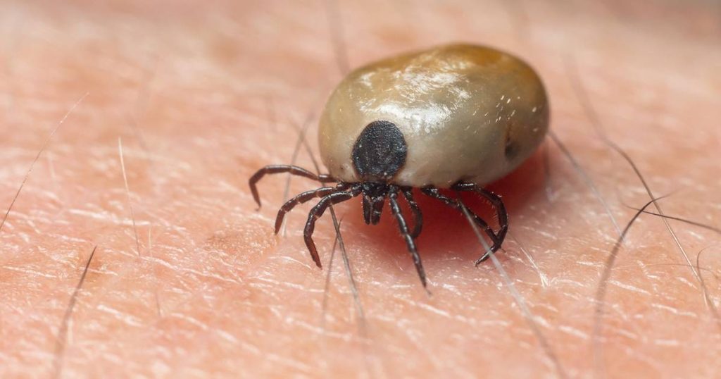 US alert of tick-borne disease in northern Mexico; we know this