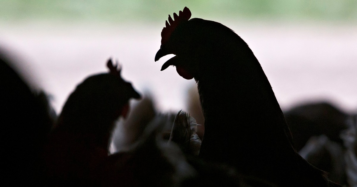 Bird flu spreads across the US and a man becomes infected in Texas: how safe is it to eat eggs and poultry?