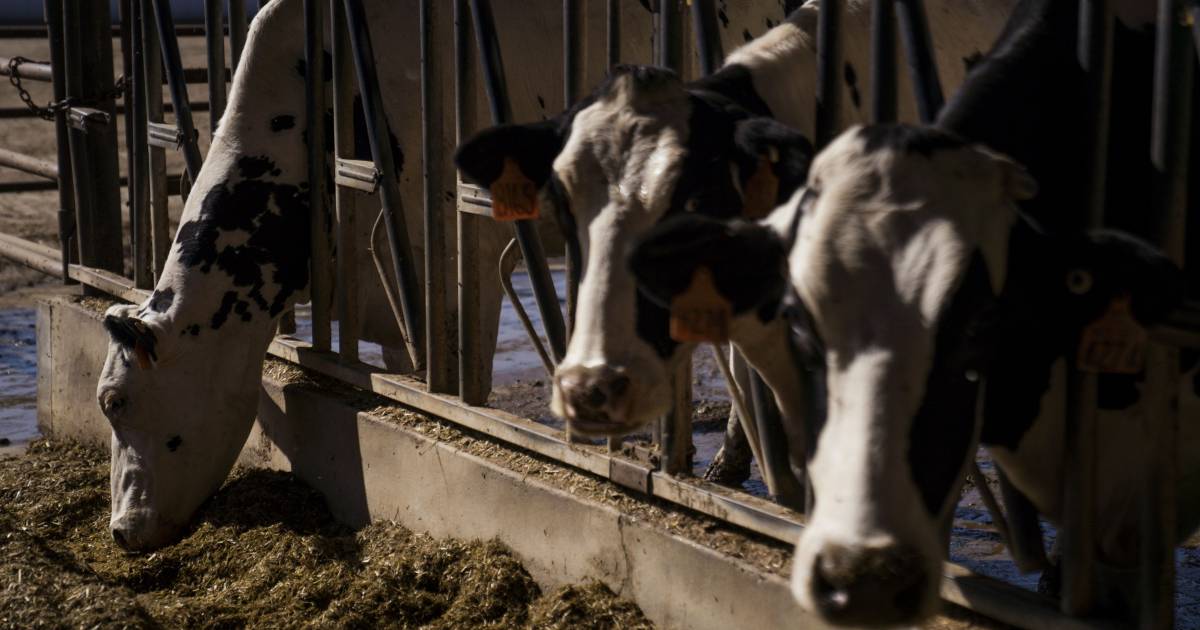 Bird flu outbreak in cow's milk triggers panic in livestock markets;  what does the US say?