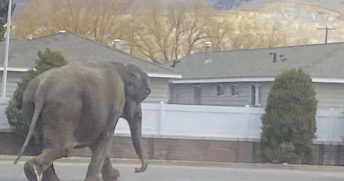 Jumanji becomes reality: Elephant escapes in the US and walks through the streets