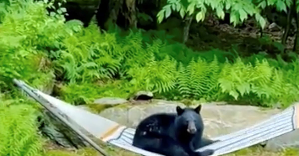 Bear relaxes in a hammock in a Vermont garden
