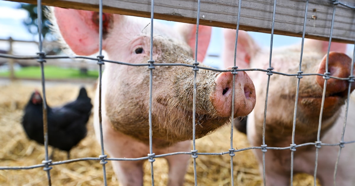 Bird flu virus detected for the first time in a pig in the United States