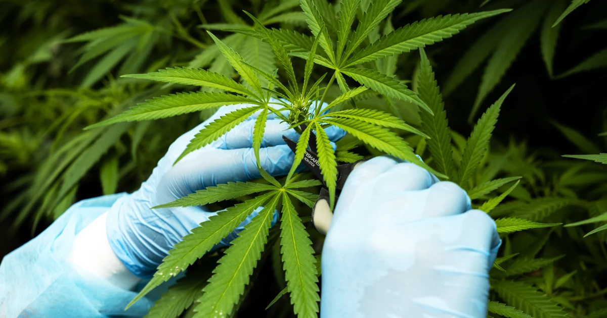 Trump Administration Reclassifies State-Authorized Medical Marijuana as a Less Dangerous Drug