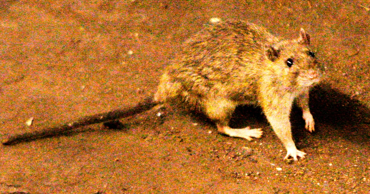 At least three dead due to hantavirus outbreak on a cruise ship in the Atlantic Ocean, according to the WHO