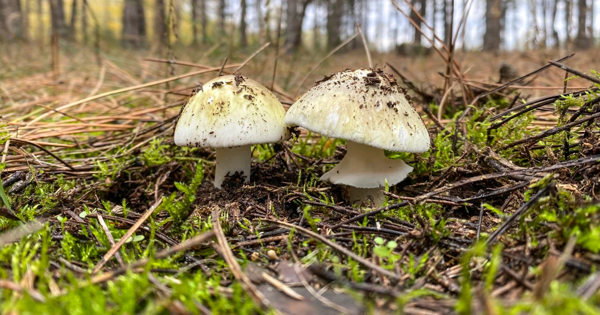 The mushroom poisoning outbreak that has killed four people in California is the most serious in US history.