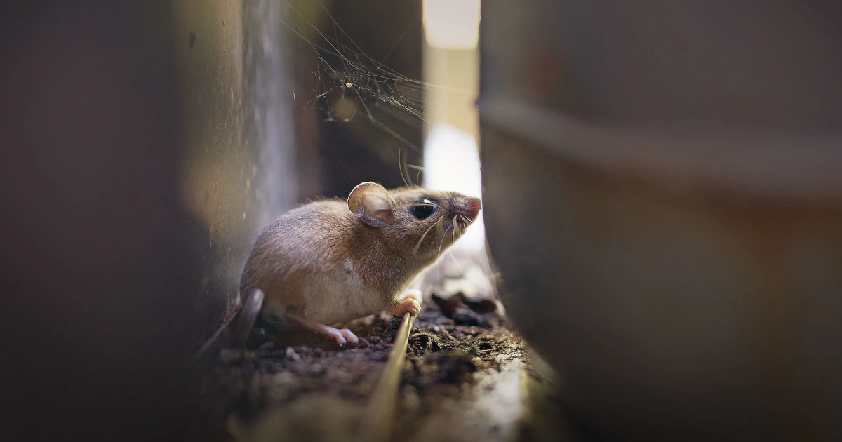 These are the 'red spots' in the US where scientists warn there may be the presence of hantavirus