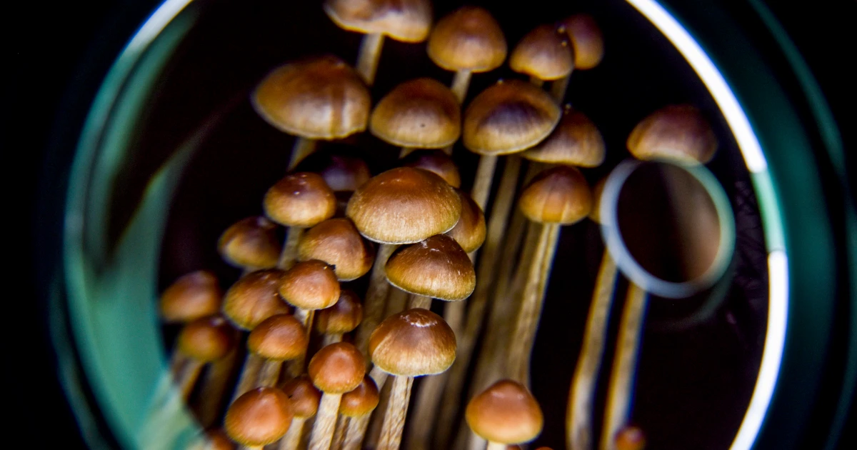 Science is getting closer to understanding how a psychedelic trip alters the brain