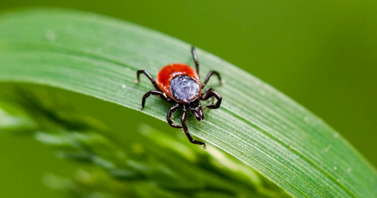 Rare type of Lyme disease detected for the first time in New York