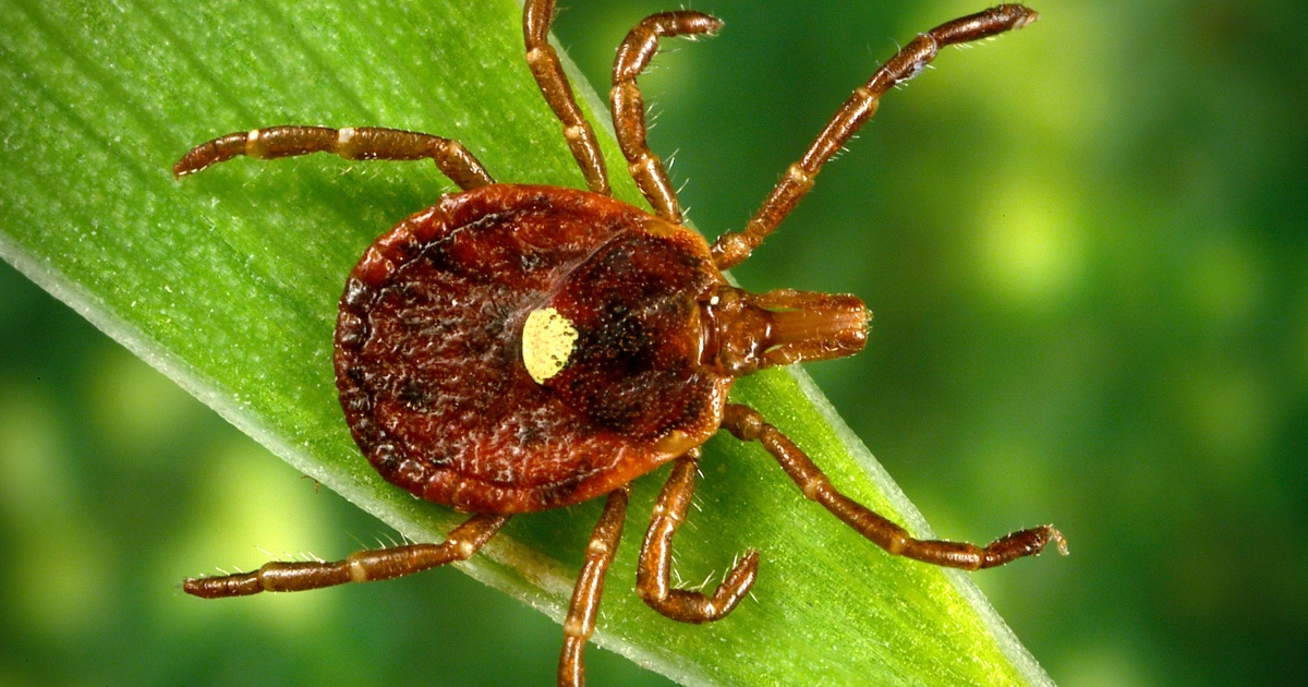 What is 'hare fever'? There is an alert in New York for this tick-borne disease