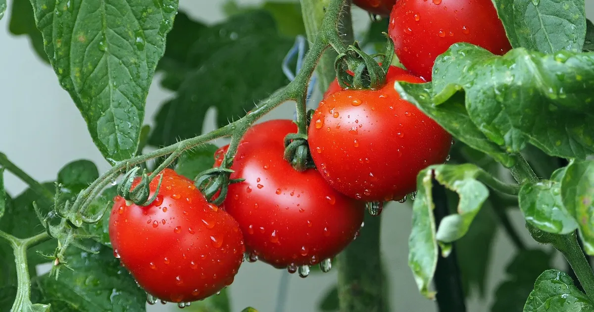 Sleep better in summer? Advance dinner and eat light, water-rich foods