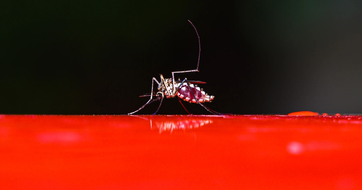 Rising dengue cases in Florida show growing threat of virus in the United States